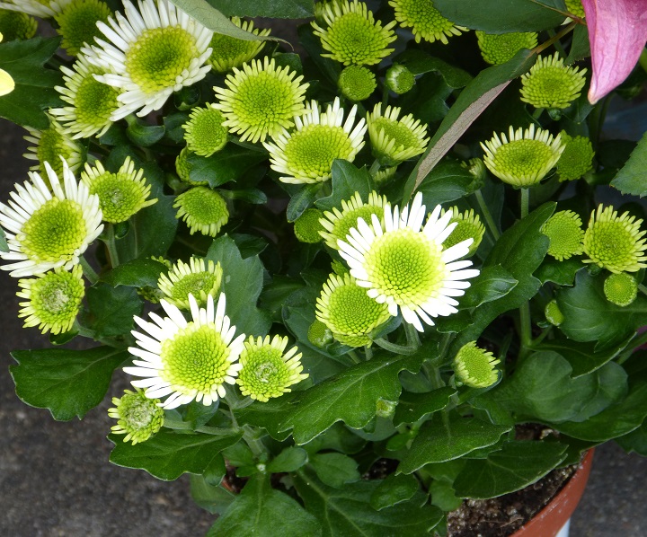 10 ���� 2016. ������ ����
July 10, 2016. The Nemtsov bridge