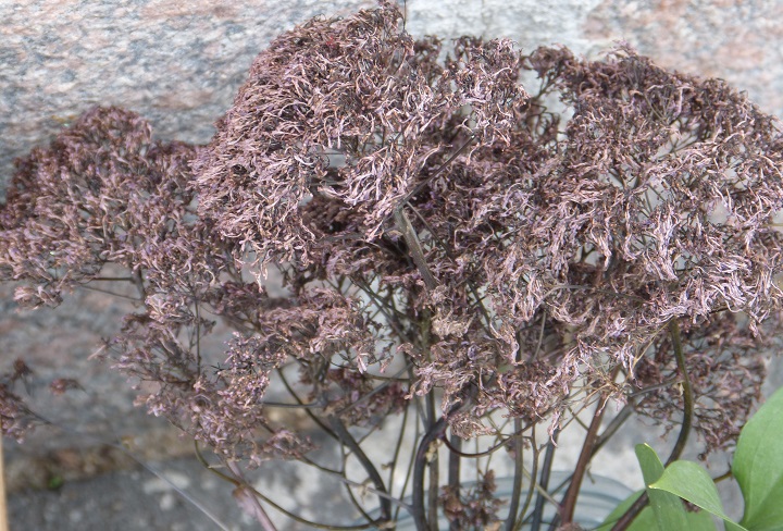 27 ���� 2016. ������ ����
July 27, 2016. The Nemtsov bridge