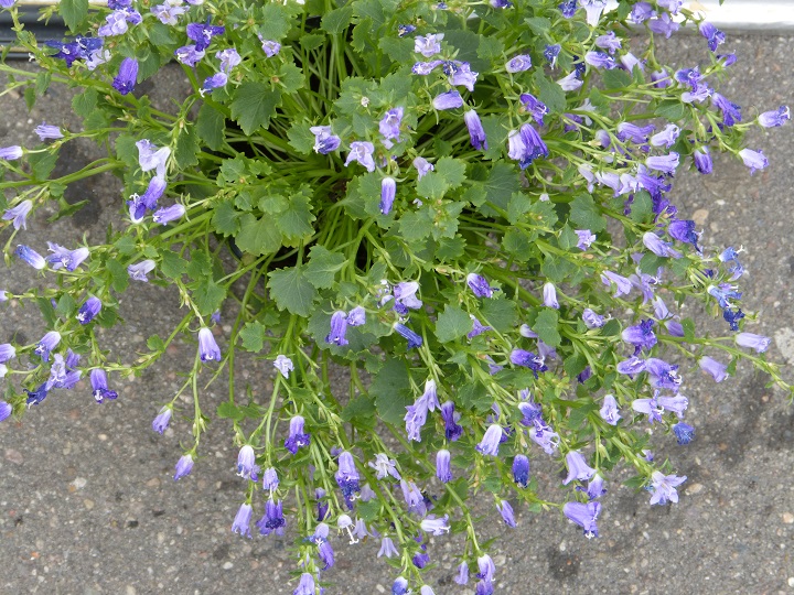 27 ���� 2016. ������ ����
July 27, 2016. The Nemtsov bridge