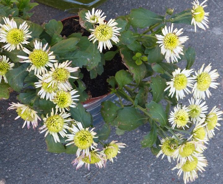 6 ������� 2016. ������ ����
August 6, 2016. The Nemtsov bridge