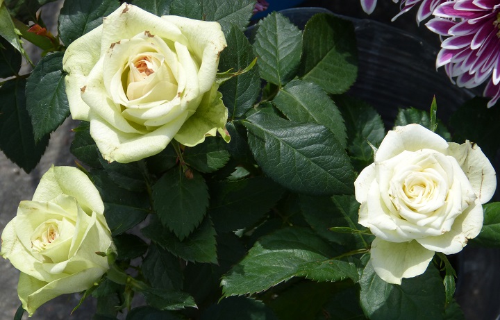 13 ������� 2016. ������ ����
August 13, 2016. The Nemtsov bridge