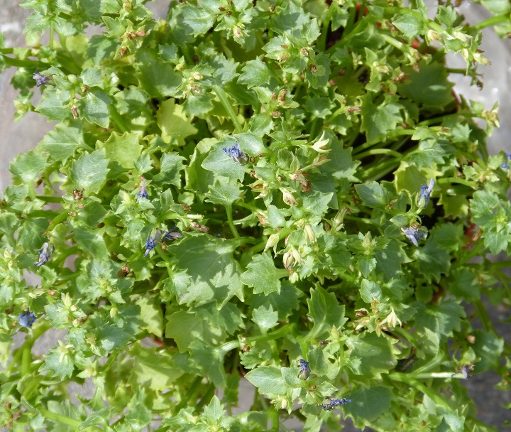 13 ������� 2016. ������ ����
August 13, 2016. The Nemtsov bridge