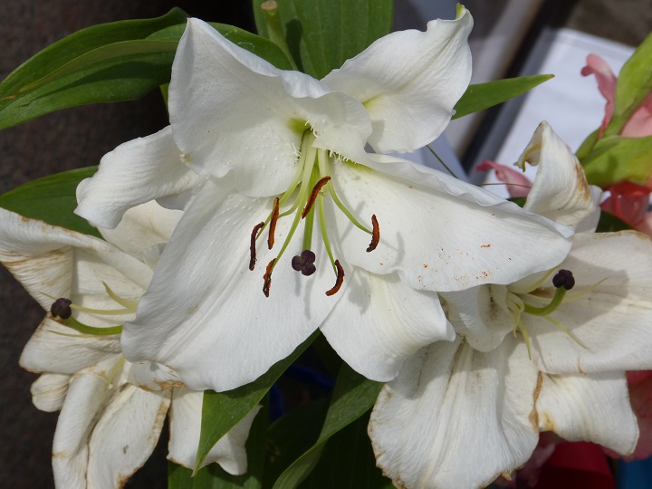 13 ������� 2016. ������ ����
August 13, 2016. The Nemtsov bridge