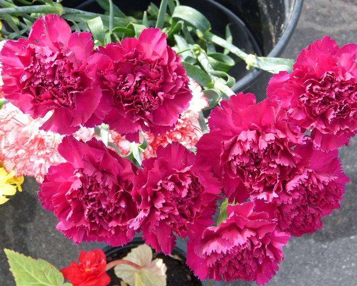 13 ������� 2016. ������ ����
August 13, 2016. The Nemtsov bridge