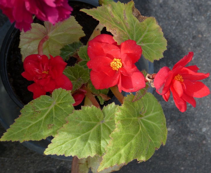 13 ������� 2016. ������ ����
August 13, 2016. The Nemtsov bridge
