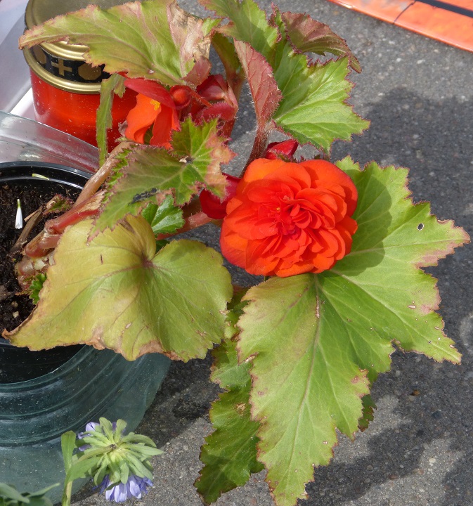 13 ������� 2016. ������ ����
August 13, 2016. The Nemtsov bridge