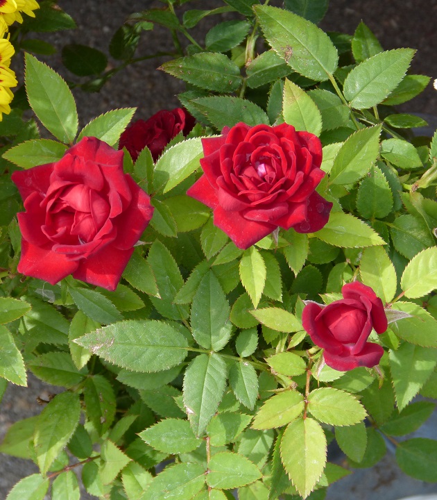 13 ������� 2016. ������ ����
August 13, 2016. The Nemtsov bridge