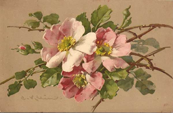 �. �����. ����
Roses by Catharina Klein
