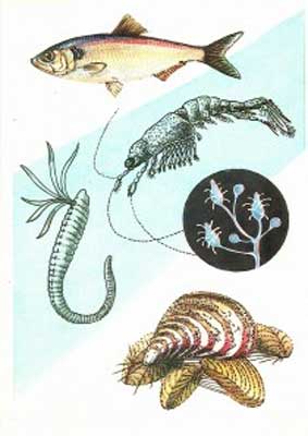 �������� ���������� �. � �����
Postal card �Z. Vorontsova. At sea�