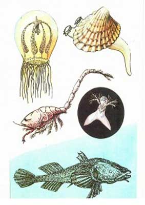 �������� ���������� �. � �����
Postal card �Z. Vorontsova. At sea�