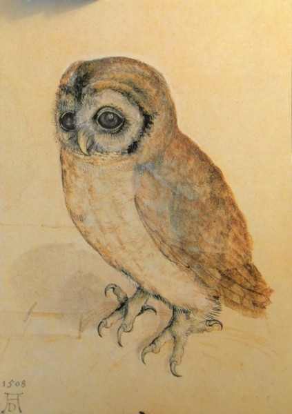�. �����. ����
Owl by Albrecht Durer