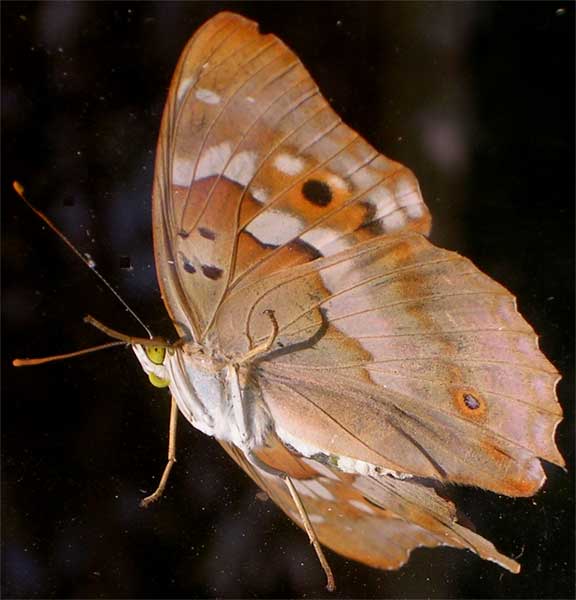 �������
Butterfly