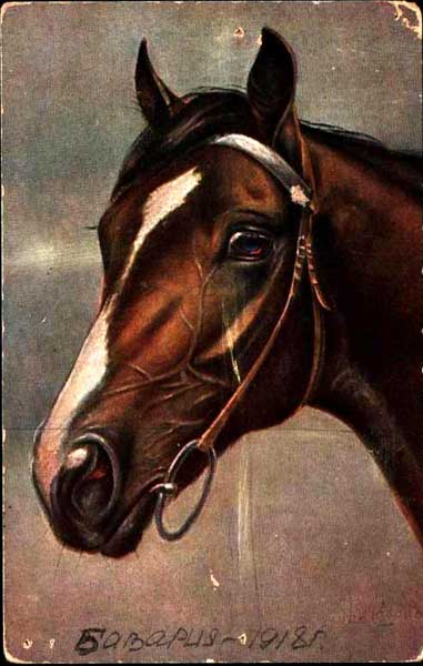 ��������. ������
Tuck's Post Card. Favorite horse