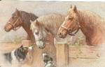 ������ �� ��������
Horse on postal card