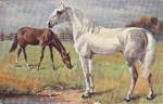 ������ �� ��������
Horse on postal card