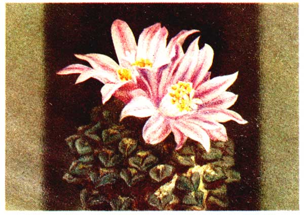 ������� �. ���������� �������
Roseocactus Kotschoubeyanus by K. Gorinov