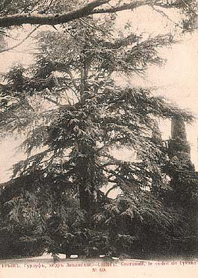 �������� �������. ���� ���������
Postal card �Gurzuf. The Lebanese cedar�