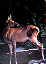 �. �������. ��������
Young reindeer by S. Melnik