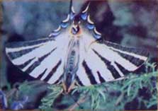 �������� �������� ���������
Postal card �Butterfly Podaliry�