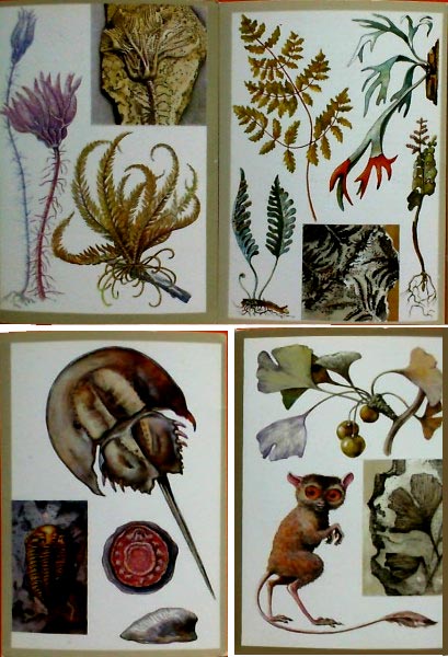����� �������� ����������� �������� � ���������
Set of postal cards �Reserved animals and plants�