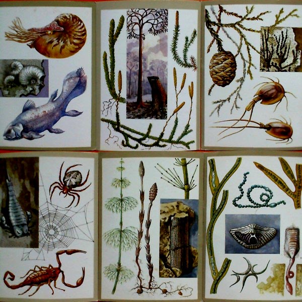 ����� �������� ����������� �������� � ���������
Set of postal cards �Reserved animals and plants�