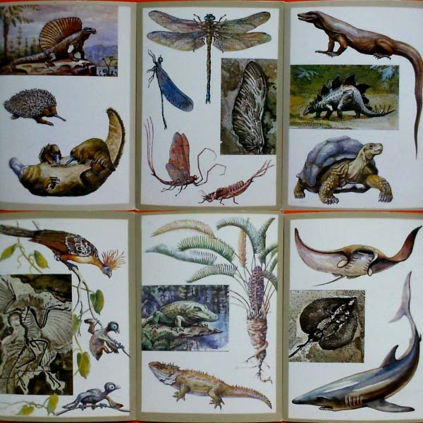 ����� �������� ����������� �������� � ���������
Set of postal cards �Reserved animals and plants�