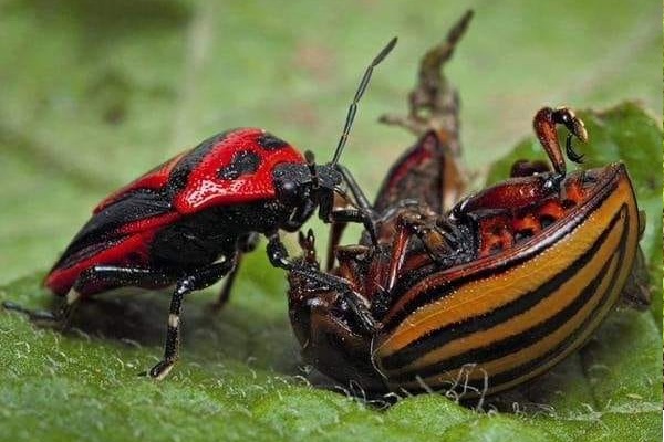 ���� National Geographic