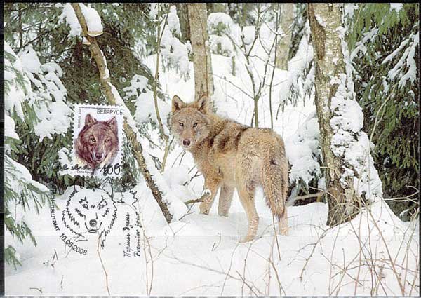 �������� �����
Postal card �Wolf�