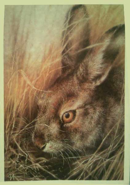�������� ��. ������. ����-�����
Postal card �Hare by A.Y.Isakov�