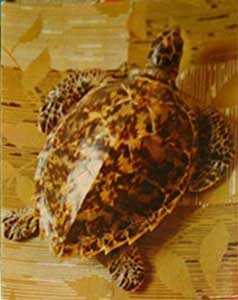 �������� �������� �������� �����
Postal card �Sea turtle�