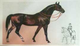 �������� �� ������ ���� ���� �������
Postal card from set �Our friend the horse�