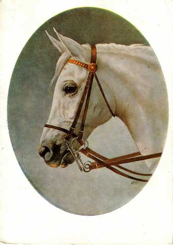 �������� ��.�.��������-�������. ������ �������� ������
Postal card �Head of the Arabian horse by E.I.Tsypulina-Turchina�