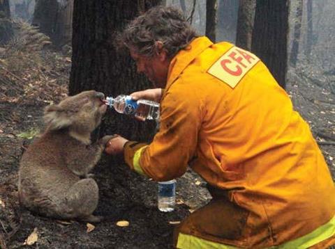�������� ���� ����� ����� ������
Firefighter Giving a Koala Water After Australian Wildfires