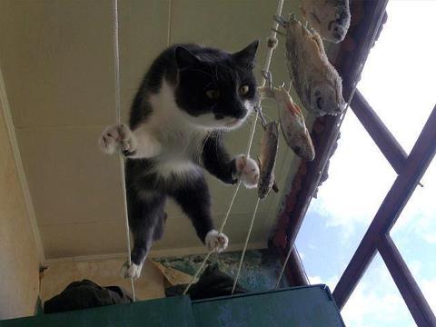�����������
Rope-walker