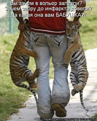 ������
Kittens