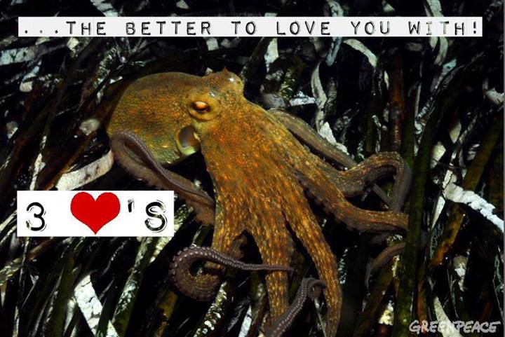 ��� ������ ���������
Three hearts of octopus