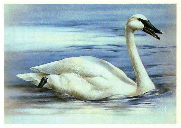 �������� ��.�.������. ������-�������
Postal card �Swan the trumpeter by Alexis Y. Isakov�