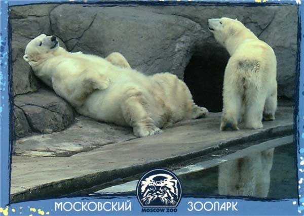 �������� ����������� �������. ����� �������
Postal card �Moscow zoo. The white bears�
