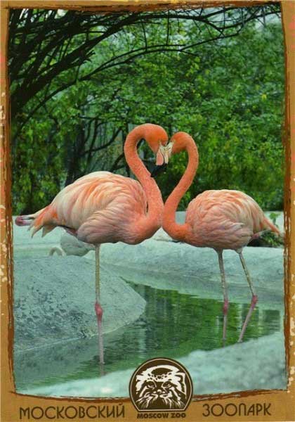 �������� ����������� �������. ������� ��������
Postal card �Moscow zoo. The red flamingoes�