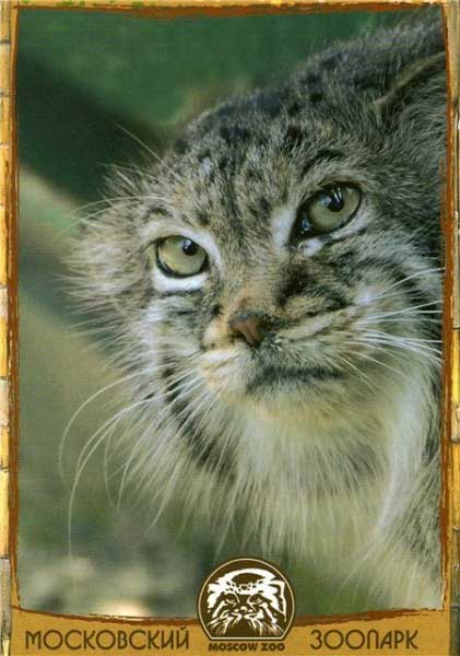 �������� ����������� �������. �����
Postal card �Moscow zoo. Manul�