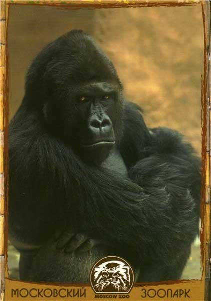 �������� ����������� �������. �������
Postal card �Moscow zoo. Gorilla�
