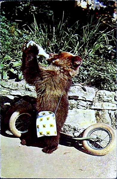 �������� ���������
Postal card �Bear�