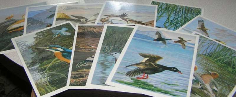 ����� �������� ��. ������. ����� ������. ������
Set of postal cards �Birds of Russia. Lake Baikal by V. Yegorov�