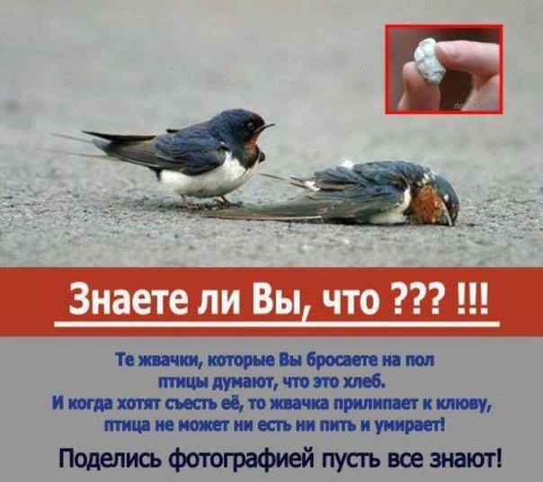 ������ �� ��, ��� ���� ������ ������� ����?
Do you know that your rubber kills a birds?