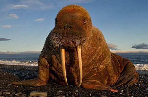 ������
Seal