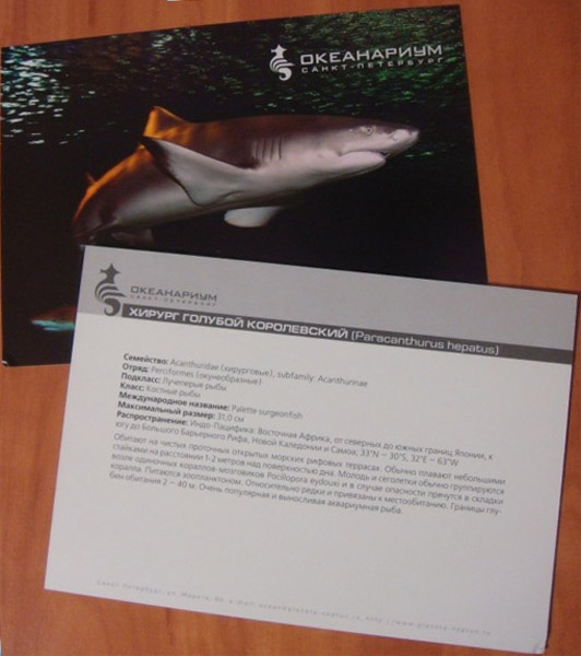 �������� ������� ������� �����������
Postal card �Paracanthurus hepatus�