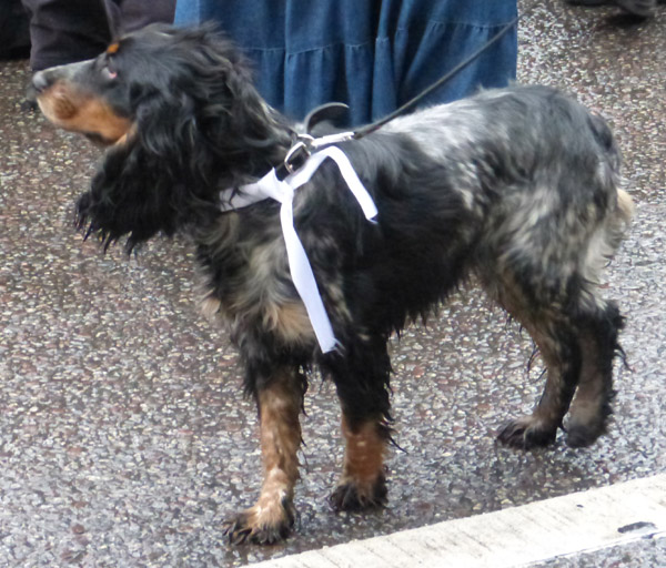 ���� �� ������� ���� ����������������. ��������� �����
The march for freedom of all political prisoners. The participants of a march