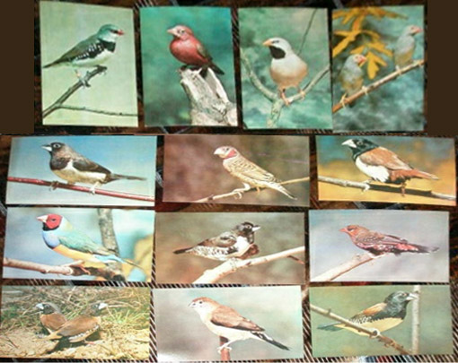 ����� �������� ���������� ������
Set of postal cards �Room birds�