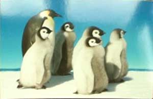 �������� ����������
Postal card �Penguins�