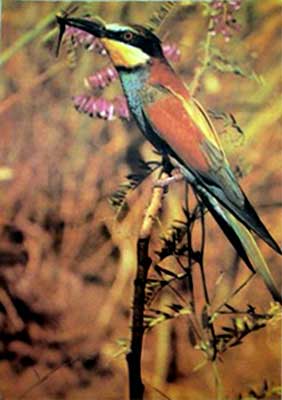 �������� ����������� �����
Postal card �The golden martin-like bird�